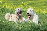 IRISH WOLFHOUND 214